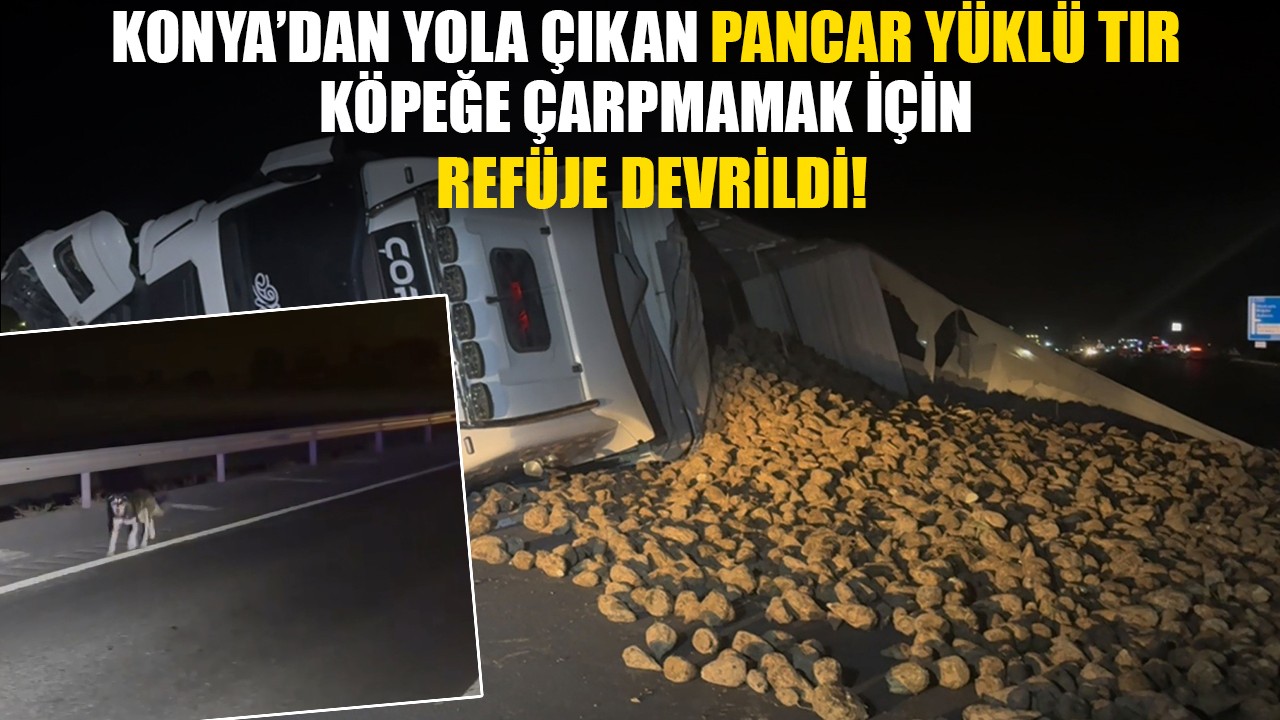 Konya’dan yola çıkan pancar yüklü tır köpeğe çarpmamak için refüje devrildi!