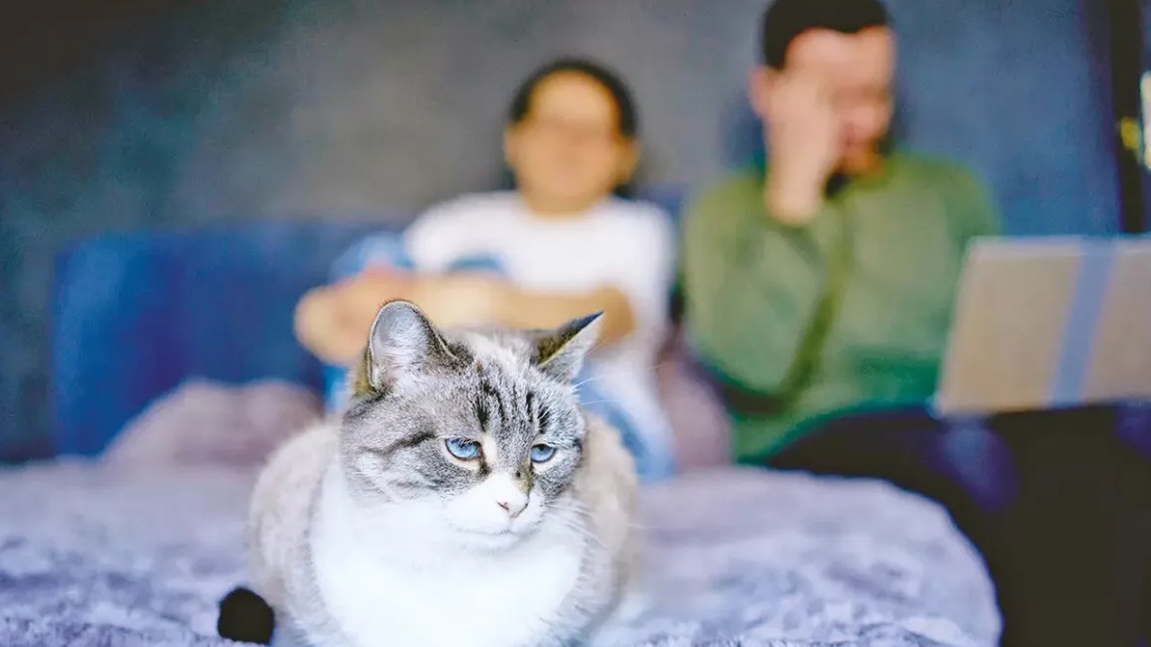 Yeni nafaka çıktı: Kedisi olanlar dikkat! Bu nafaka sizin için