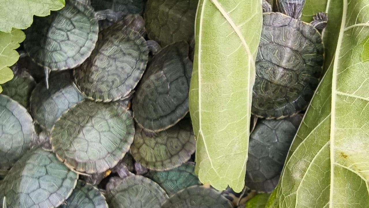 Yolcu otobüsünde 500 kırmızı benekli su kaplumbağası ele geçirildi