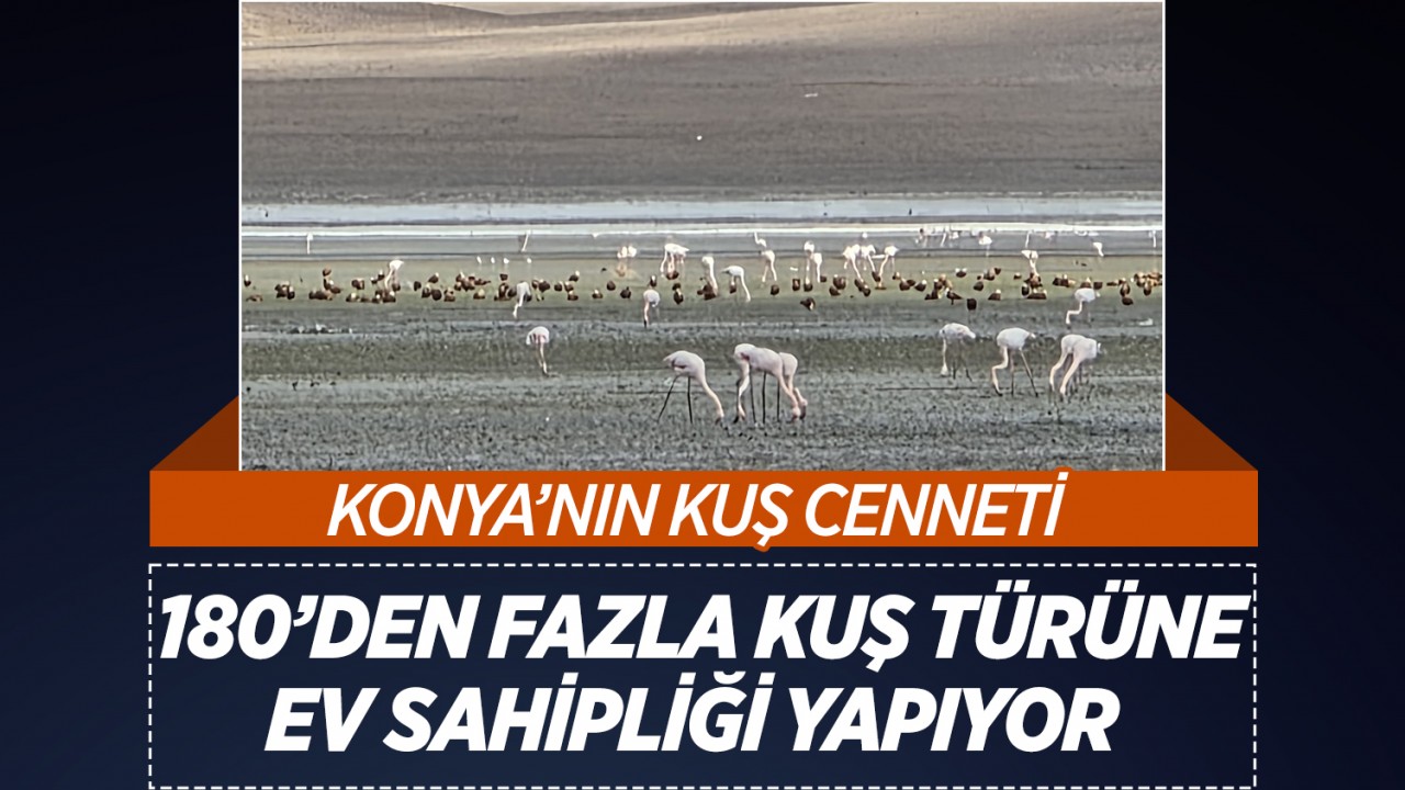 Konya'nın kuş cenneti 180'den fazla kuş türüne ev sahipliği yapıyor
