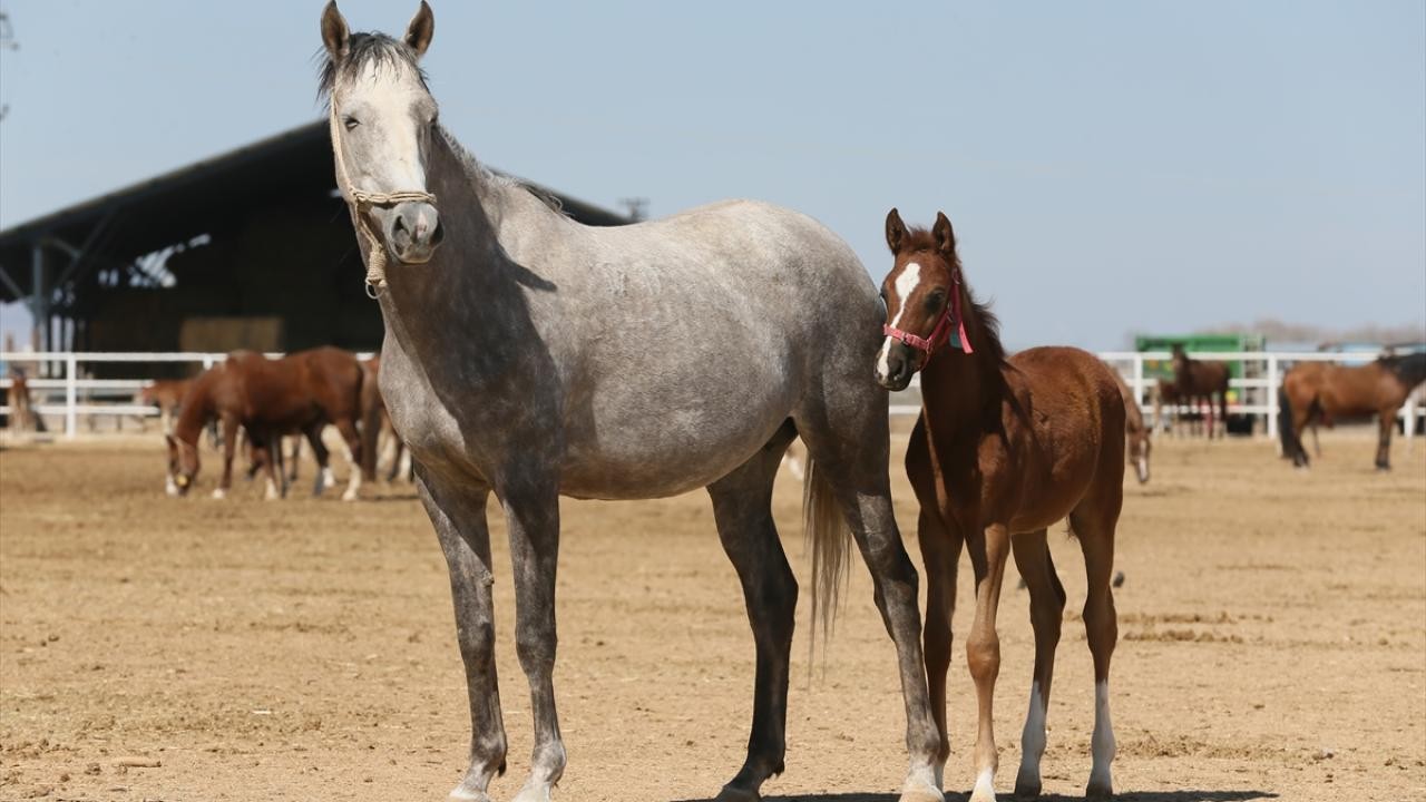 TİGEM'in açık artırmasında Arap tayı 10 milyon 500 bin liraya satıldı