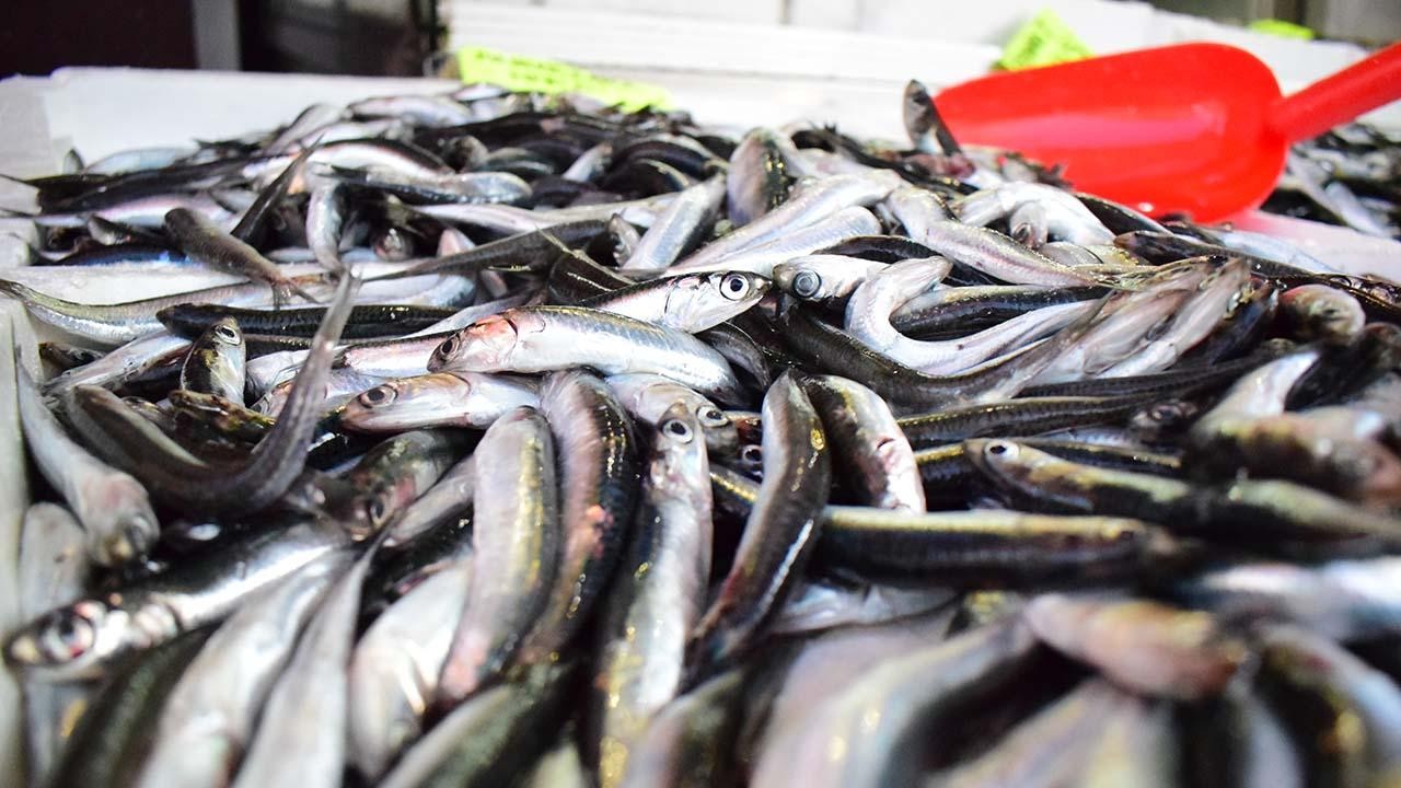 Karadeniz'de hamsi bereketi