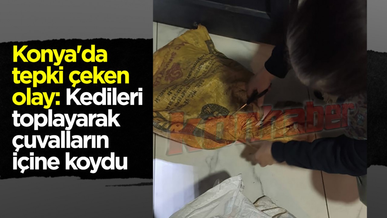 Konya'da tepki çeken olay: Kedileri toplayarak çuvalların içine koydu