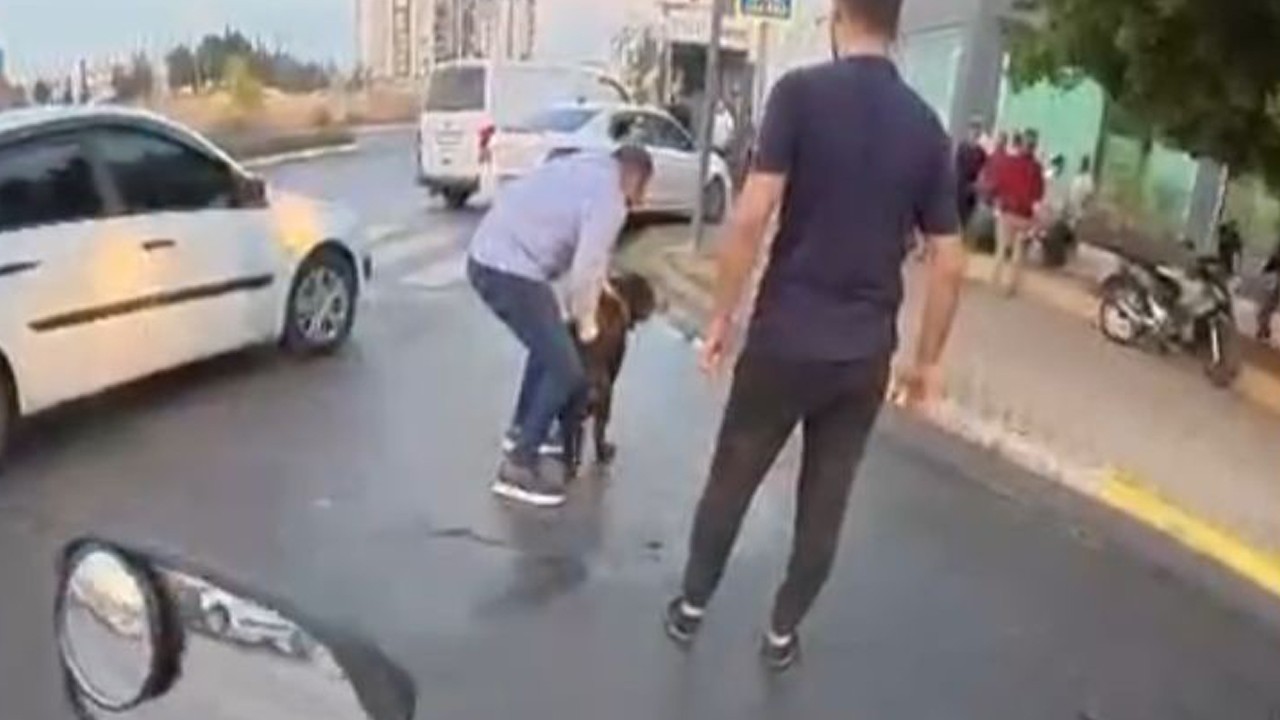 Sokakta ağızlıksız gezdirilen 'Rottweiler' cinsi köpek dehşet saçtı... O anlar kamerada