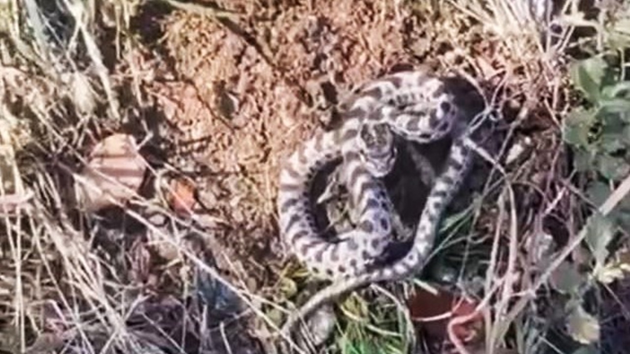 Mantar ararken karşılaştı: Dünyanın en zehirlisi