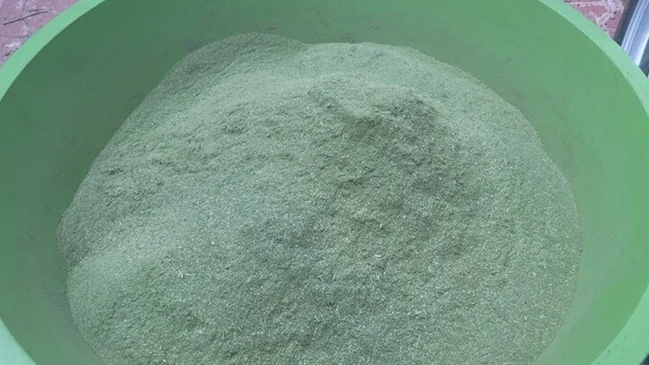 Bağışıklık güçlendirici etkisi var: Dağ eteklerinden toplanıyor