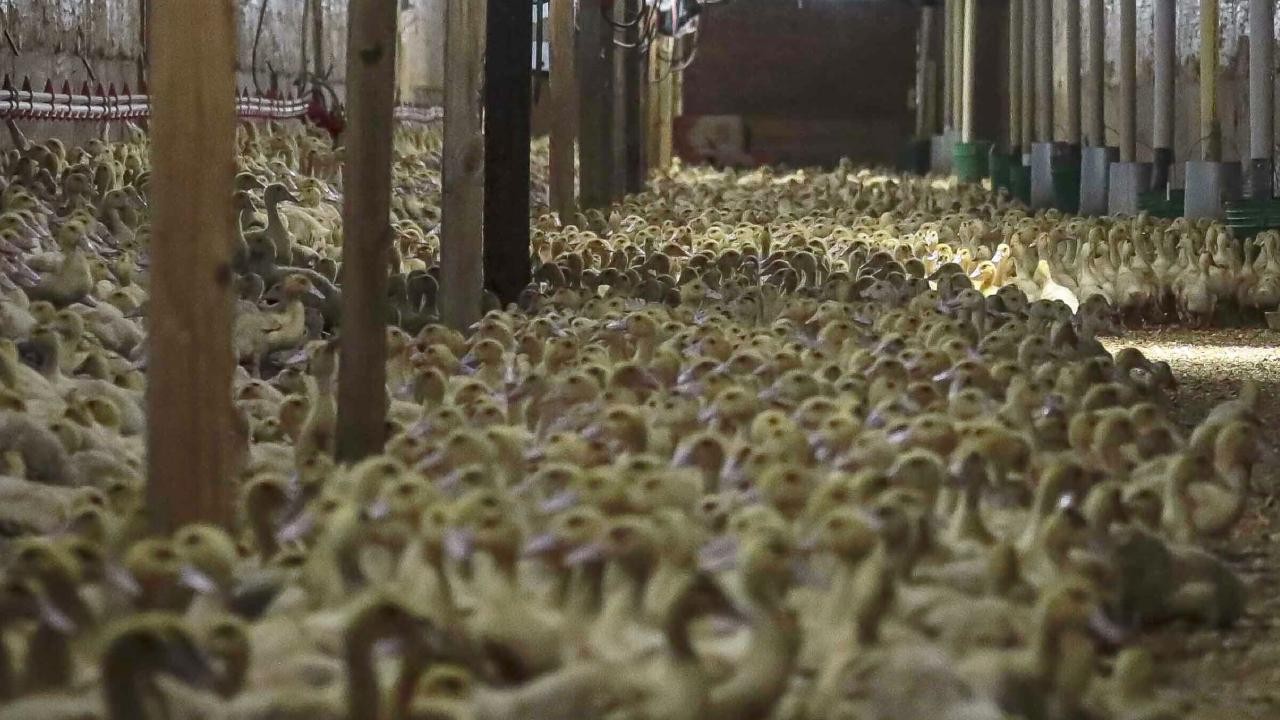 Kuş gribi nedeniyle 400 bin fazla hayvan itlaf edildi