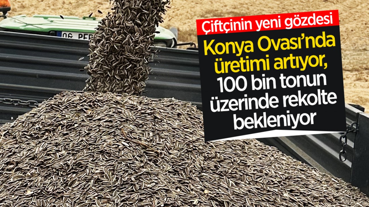 Çiftçinin yeni gözdesi: Konya Ovası’nda üretimi artıyor, 100 bin tonun üzerinde rekolte bekleniyor