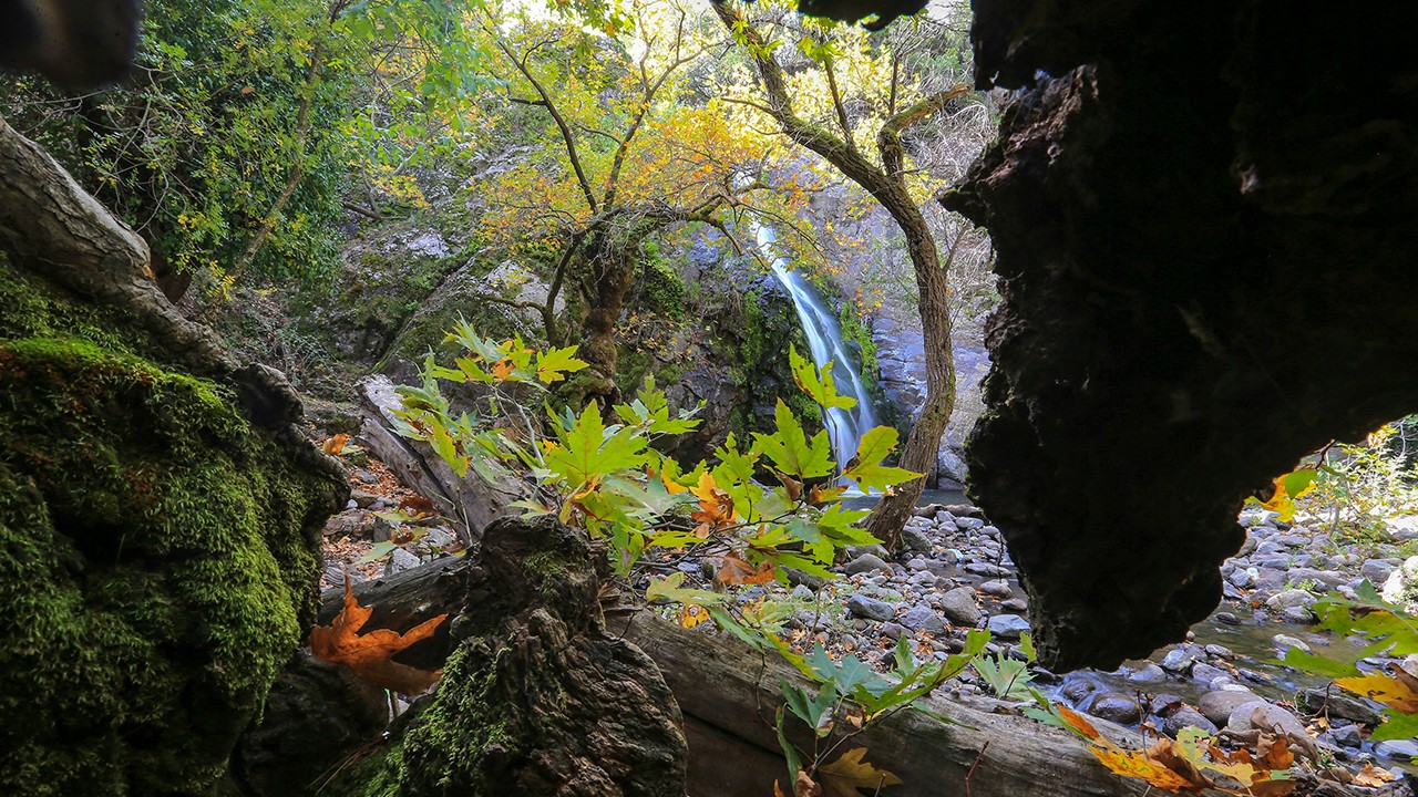 Yunt Dağları'ndaki ağaçlar hazan rengine büründü