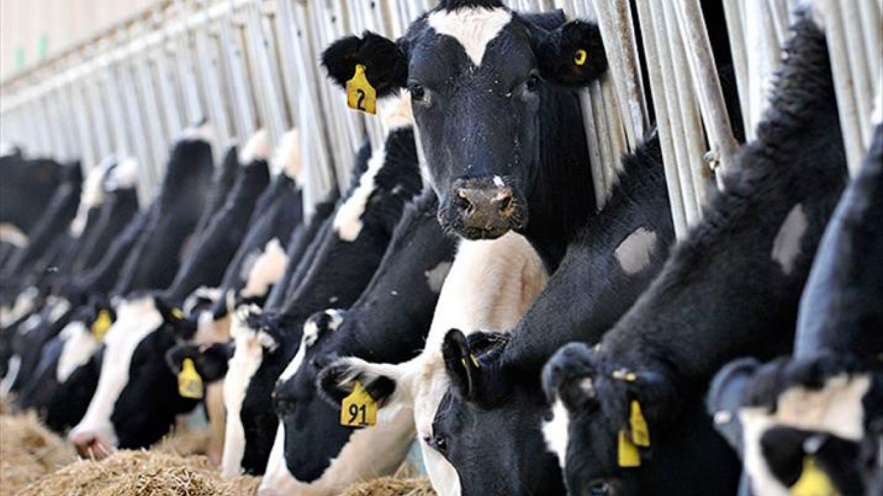 2026'da hayvancılık sektörüne rekor destek: 36,6 milyar lira