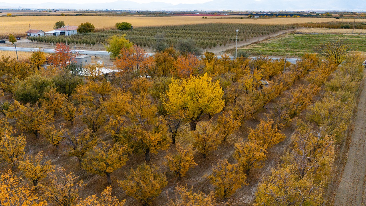Elma bahçeleri sonbaharın renklerine büründü
