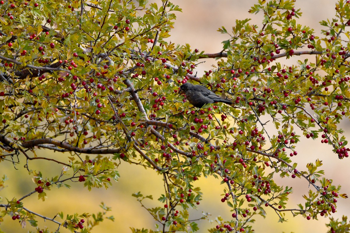 Kars’ta sonbaharın son güzellikleri yaşanıyor