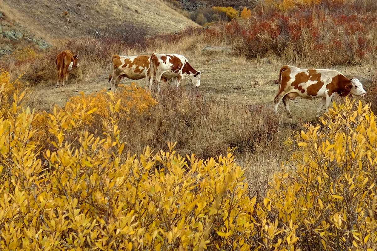 Kars’ta sonbaharın son güzellikleri yaşanıyor