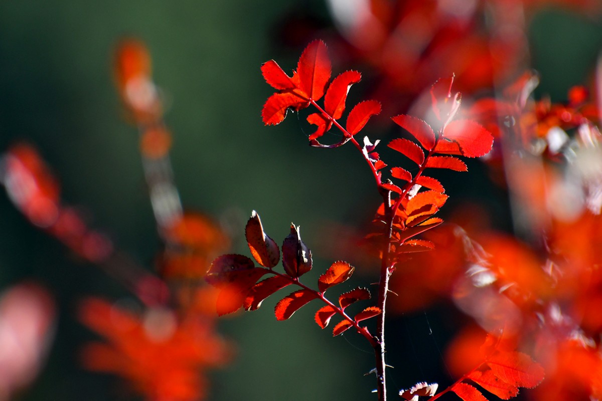 Kars’ta sonbaharın son güzellikleri yaşanıyor