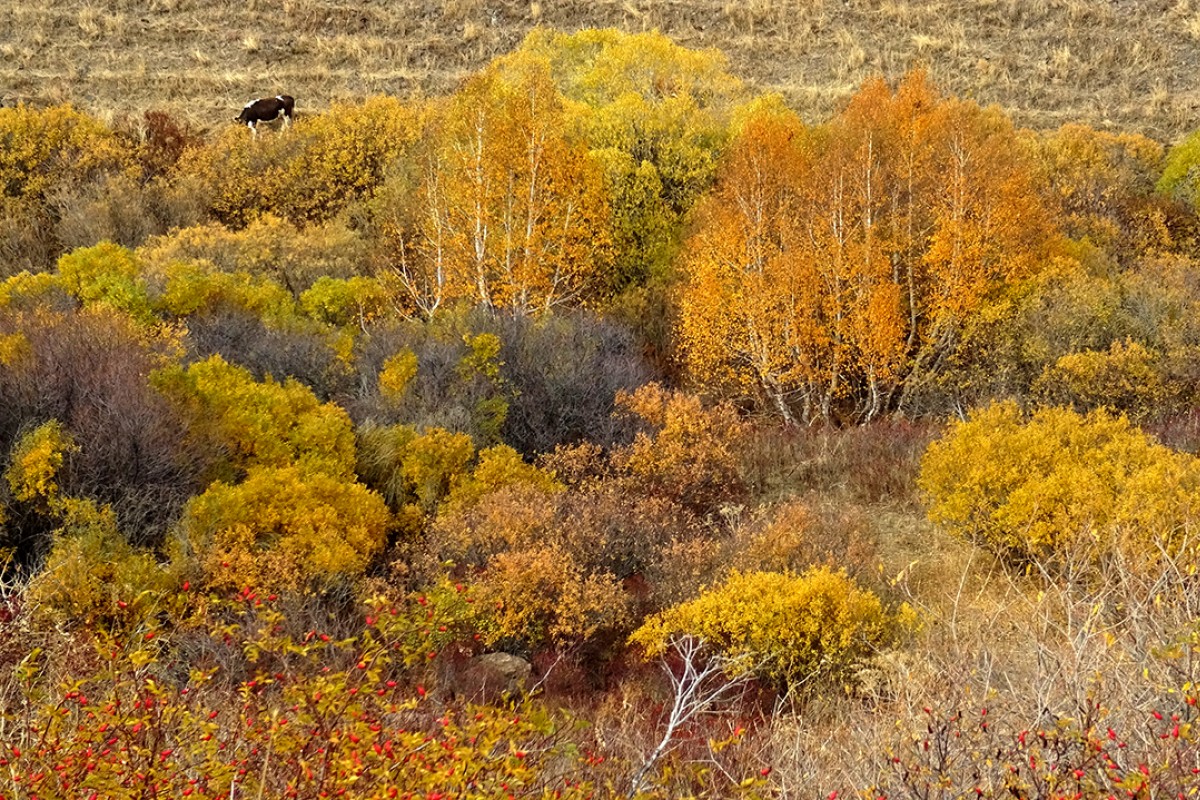 Kars’ta sonbaharın son güzellikleri yaşanıyor