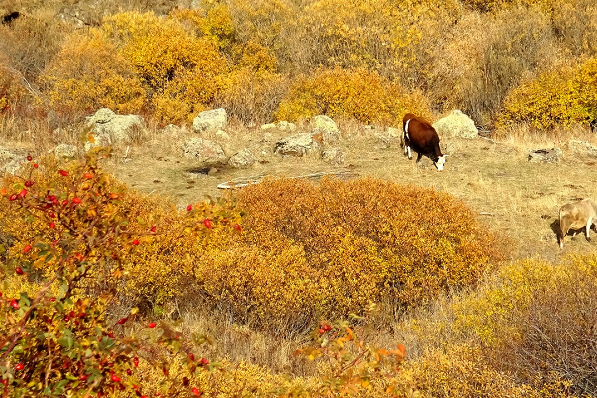 Kars’ta sonbaharın son güzellikleri yaşanıyor