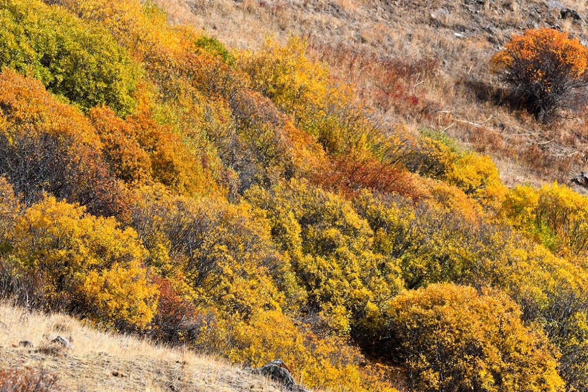 Kars’ta sonbaharın son güzellikleri yaşanıyor