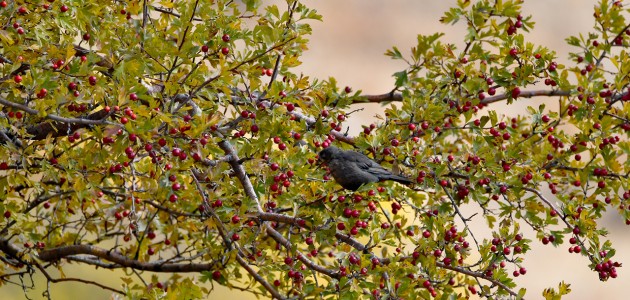 Kars’ta sonbaharın son güzellikleri yaşanıyor