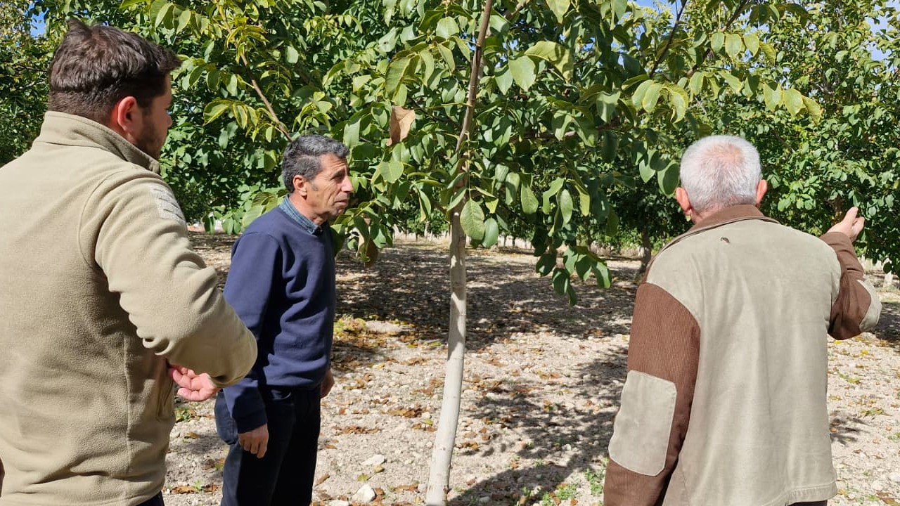 Beyşehir’de 130 dekarlık ceviz bahçesinde inceleme
