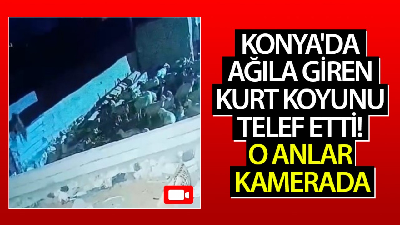 Konya'da ağıla giren kurt koyunu telef etti! O anlar kamerada