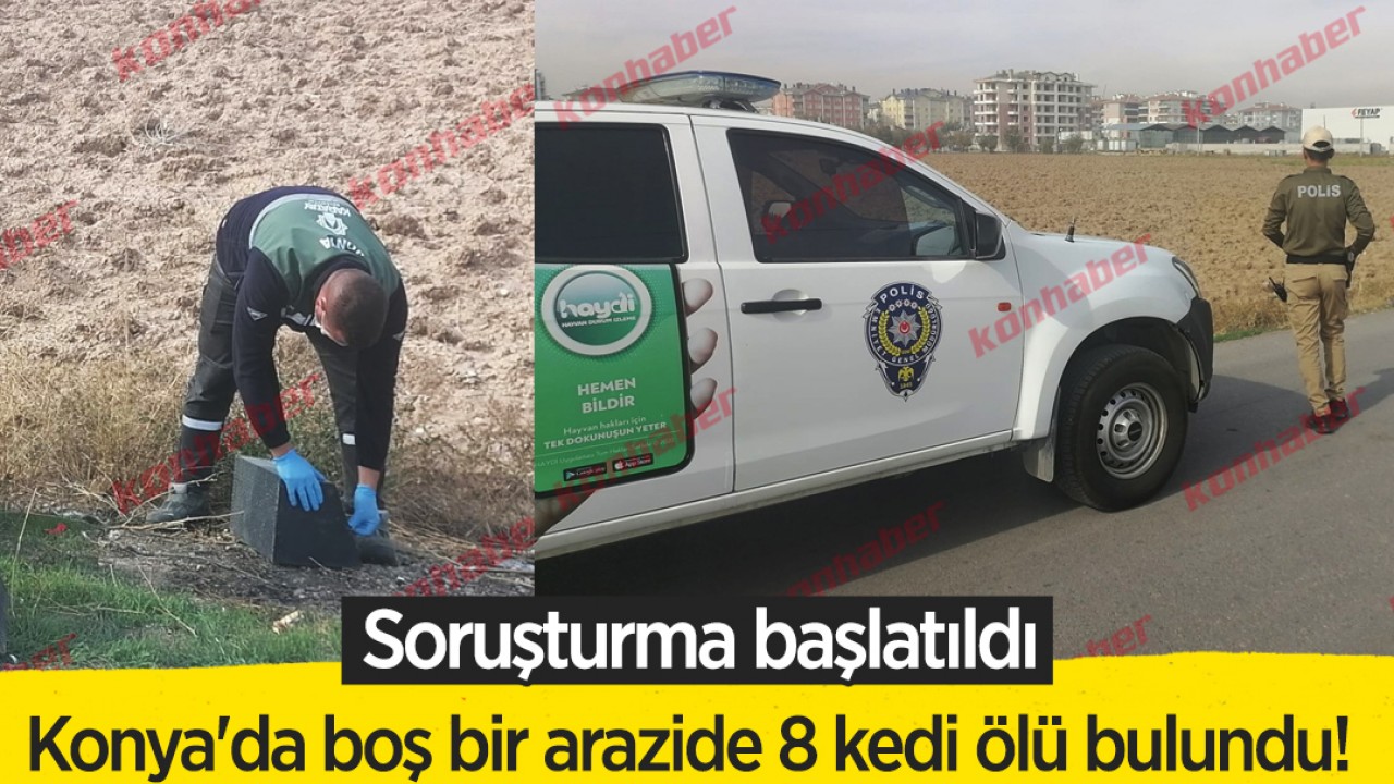 Konya'da boş bir arazide 8 kedi ölü bulundu!