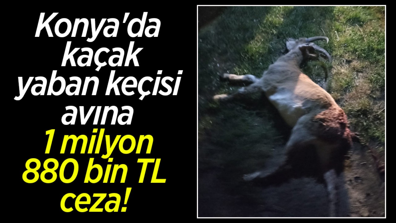 Konya'da kaçak yaban keçisi avına 1 milyon 880 bin TL ceza!