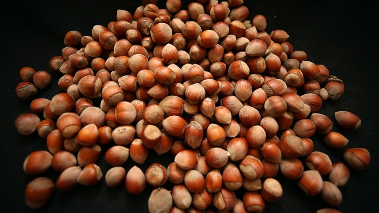 Fındık ihracatı geliri açıklandı