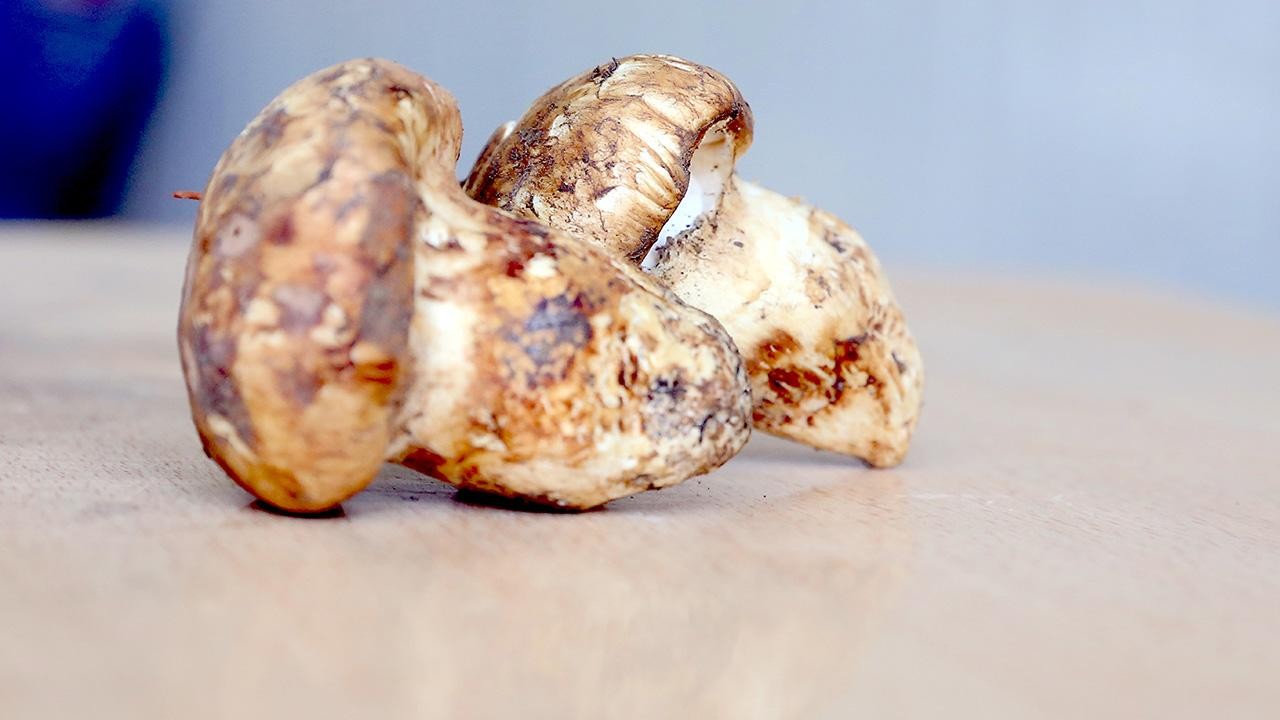 Kilosu etle yarışıyor: Japonların gözdesi sedir mantarı çıktı