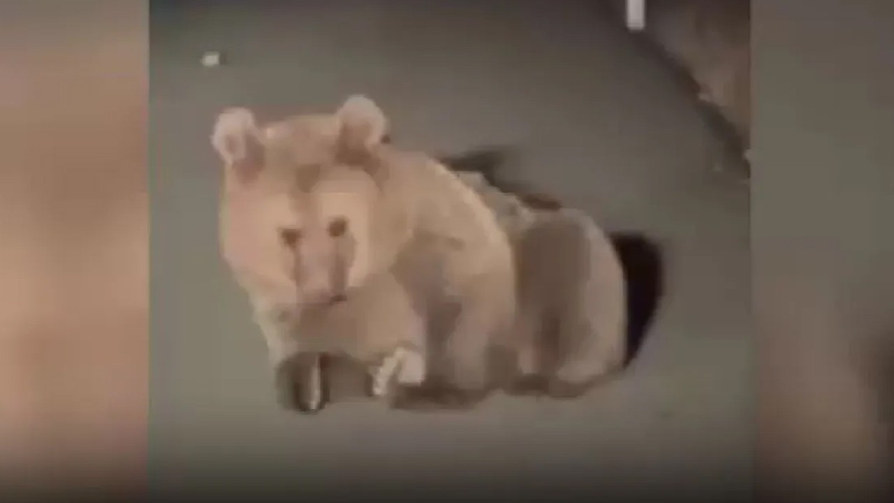 Köpek saldırısına uğradığı düşünülen yaralı bozayı tedavi altına alındı