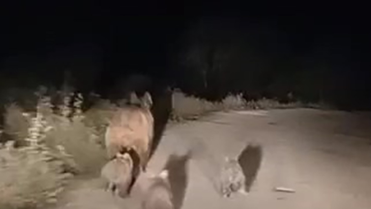 Köy yoluna inen ayı ve yavruları kamerada