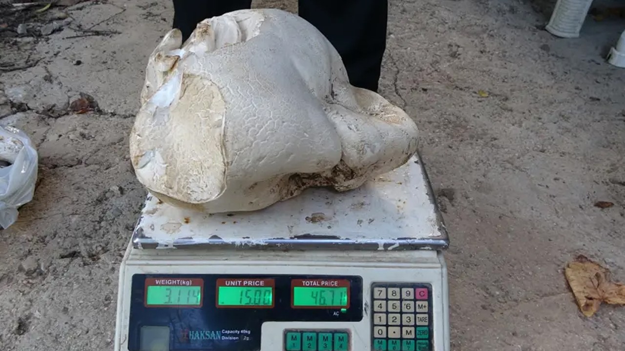 70 yaşındaki adam ormanda buldu: 3 kilo 114 gram geldi