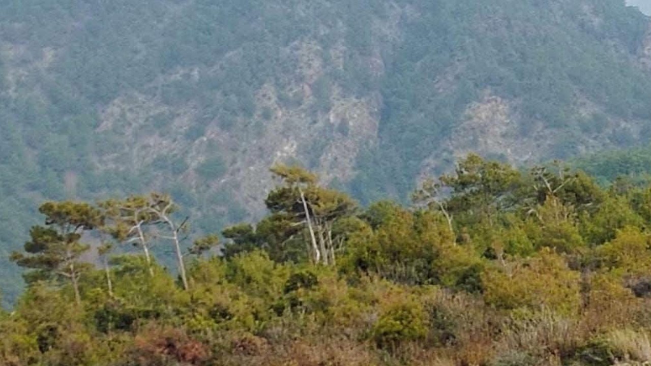Hatay'da orman yangını