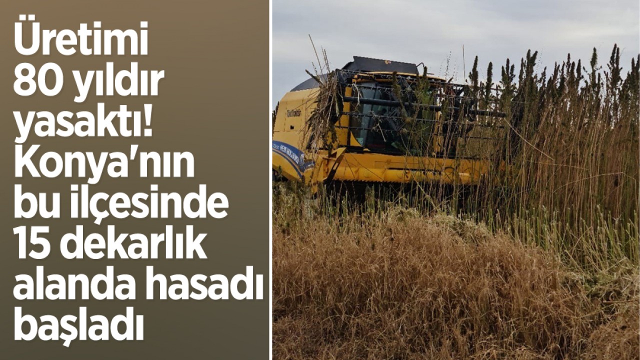 Üretimi 80 yıldır yasaktı! Konya'nın bu ilçesinde 15 dekarlık alanda hasadı başladı