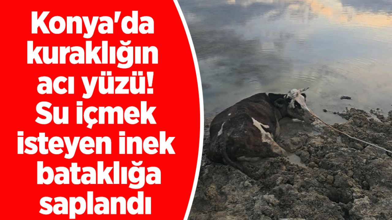 Konya'da kuraklığın acı yüzü! Su içmek isteyen inek bataklığa saplandı