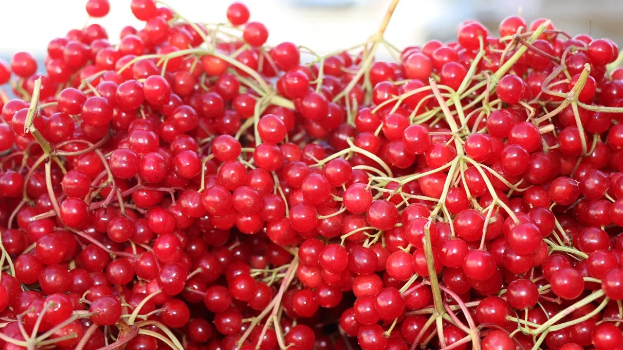 Şifa deposu gilaburuya ilgi arttı