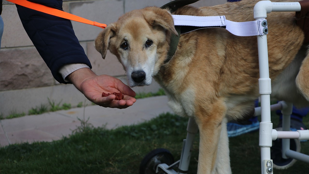 Sitenin köpeği 'Fıstık' için yürüteç