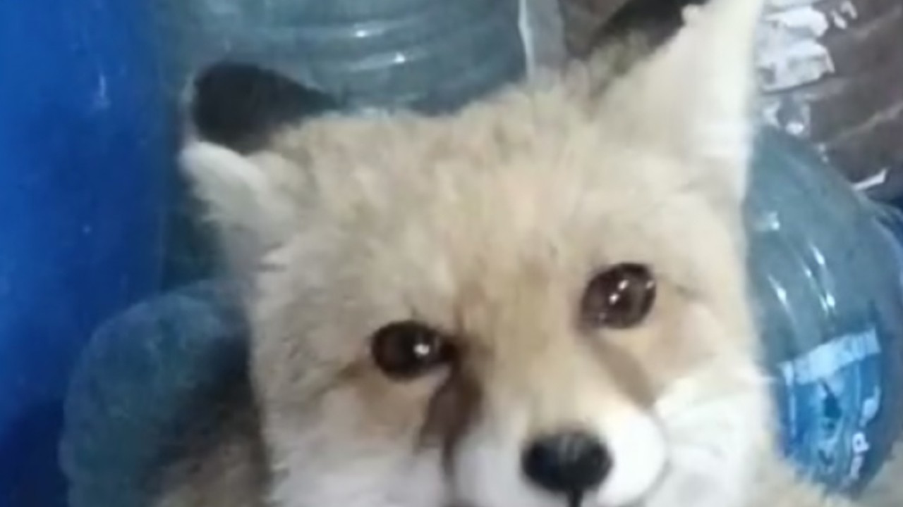 Bağ evinin bahçesine giren tilkileri besledi