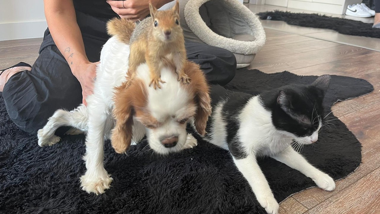 Epileptik nöbet geçiren sincap, tedavi için yurt dışına gönderilecek