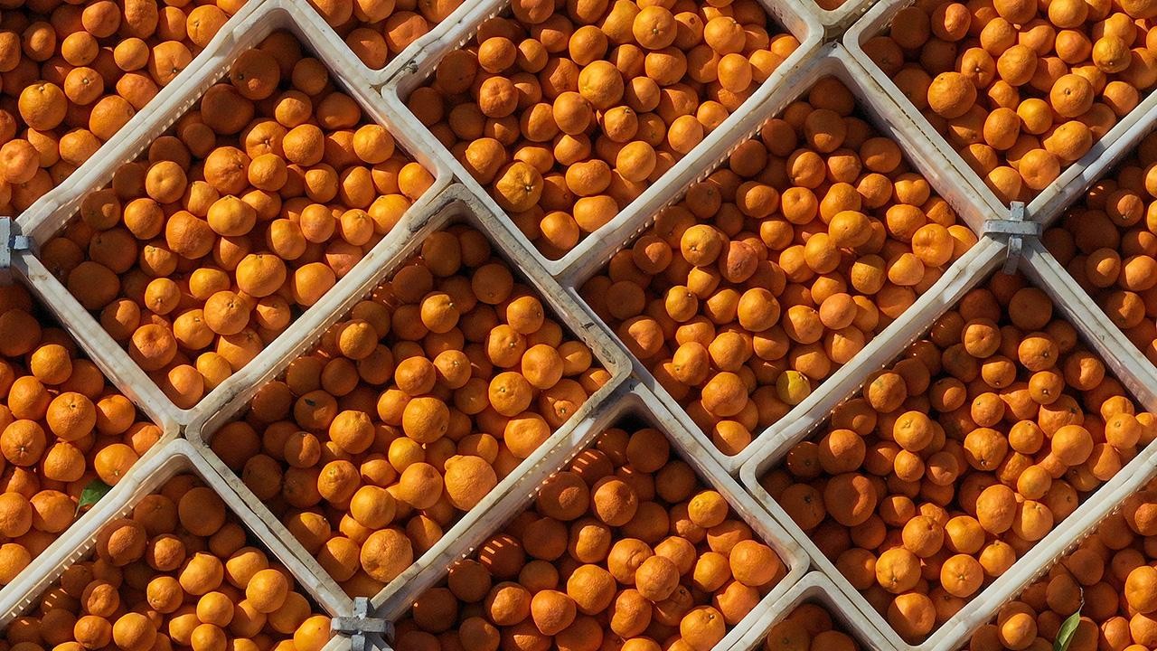 10 aylık mandalina ihracatı 375 milyon dolara yükseldi
