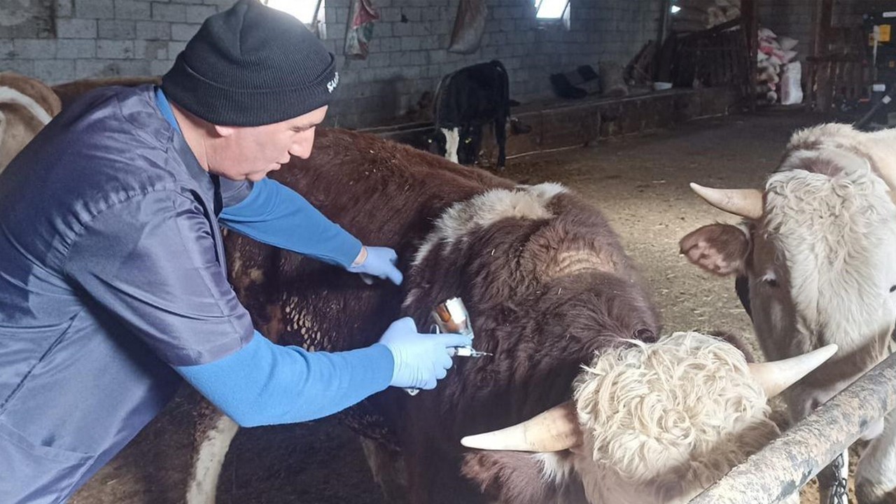 Beyşehir’de şap aşısı seferberliği