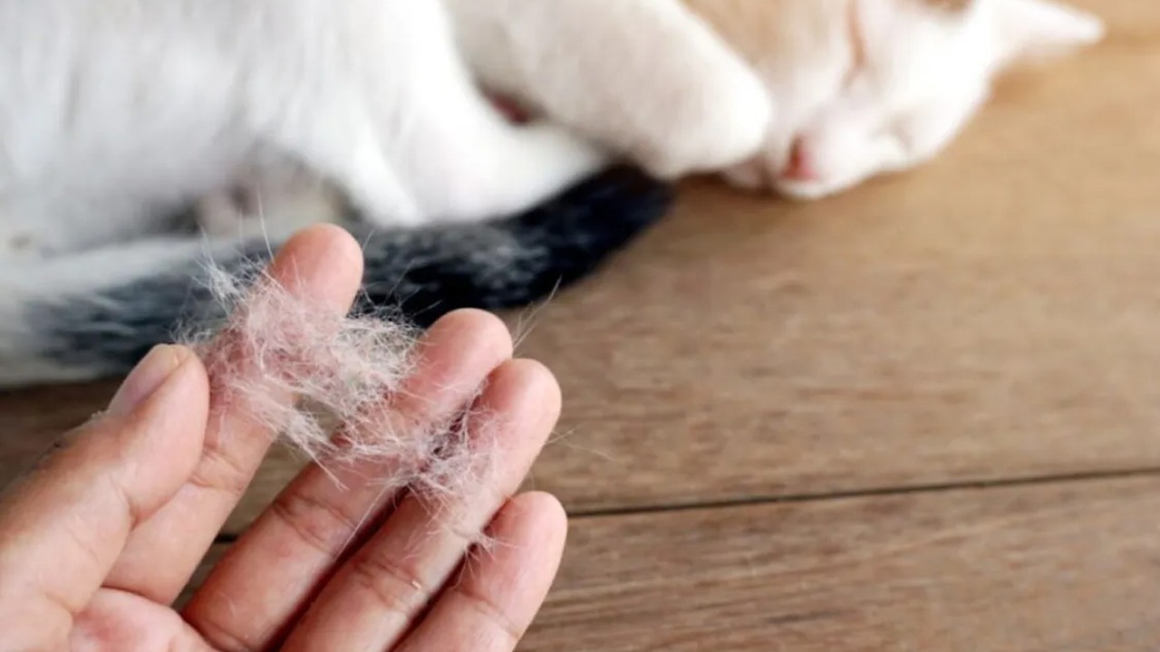 Evcil hayvan sahiplerinin hayatını kurtaran taktik: Koltuk ve halılardaki tüyleri saniyeler içinde temizliyor