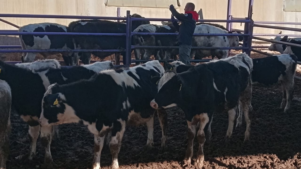 Halkapınar’da şap aşılama çalışmaları devam ediyor