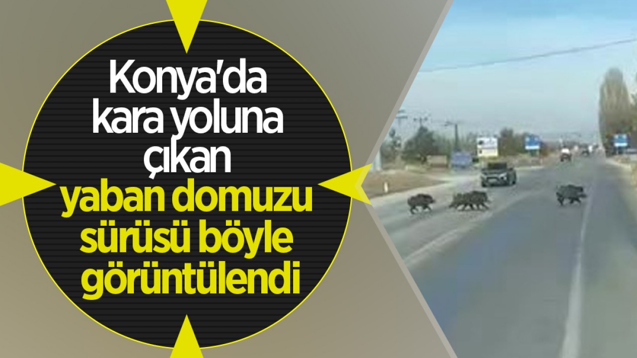 Konya'da kara yoluna çıkan yaban domuzu sürüsü böyle görüntülendi
