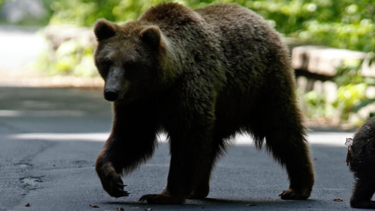 Ayı saldırısında 11 kişi yaralandı