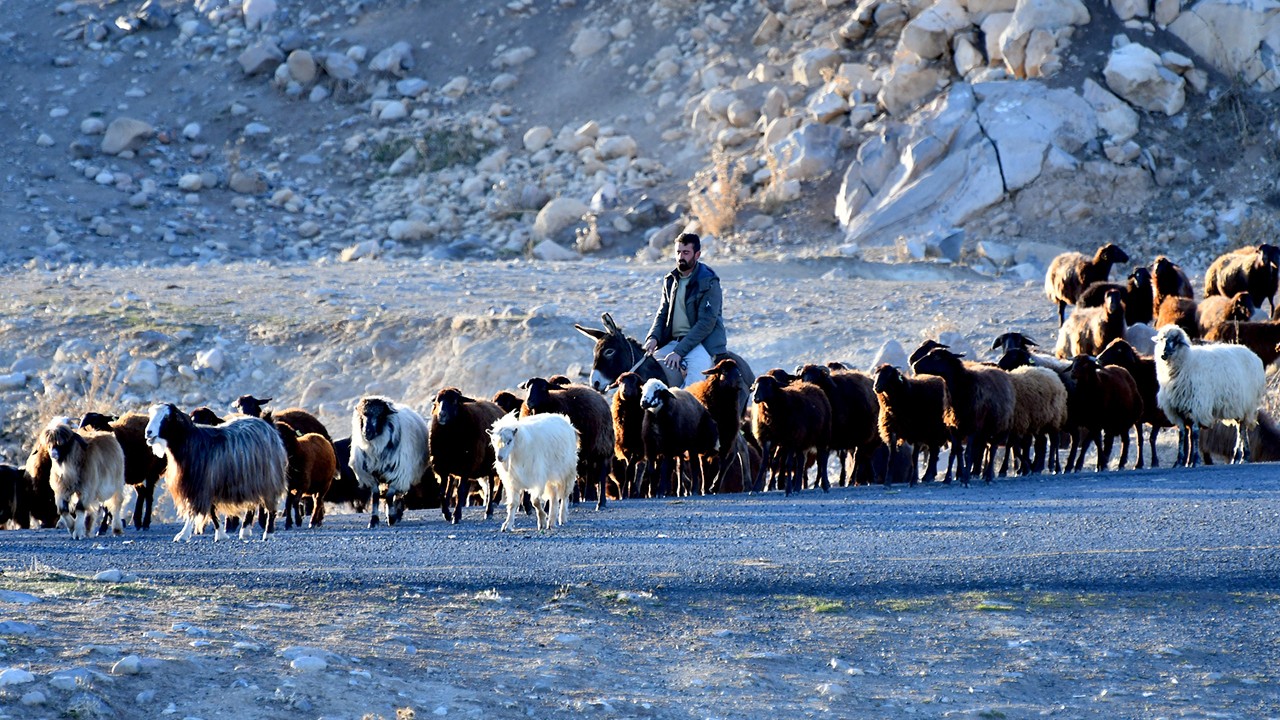 Kars yaylalarındaki göçerlerin dönüş yolculuğu devam ediyor