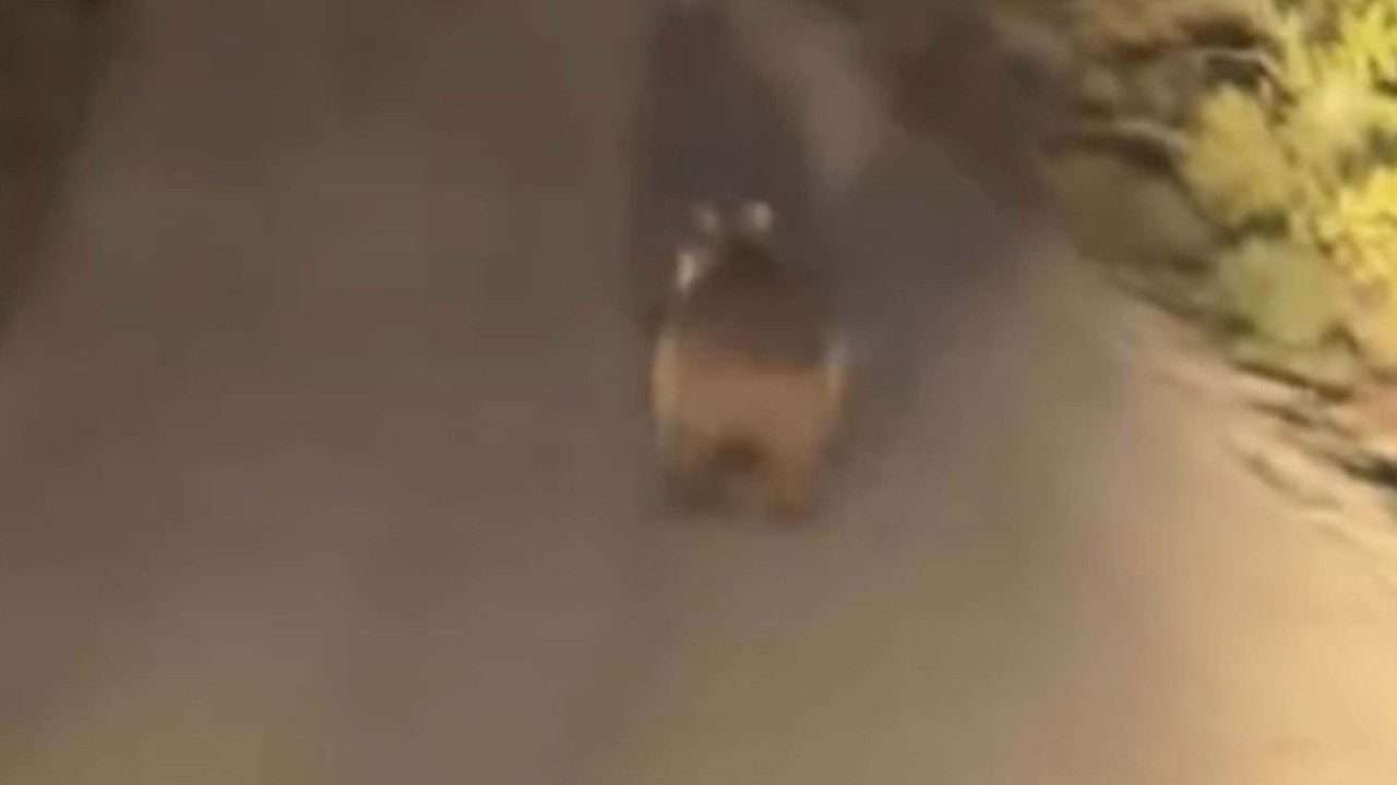 Köy yoluna inen ayı cep telefonu kamerasında