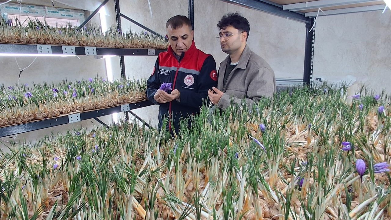 Sarayönü'nde genç safran üreticisine destek ziyareti