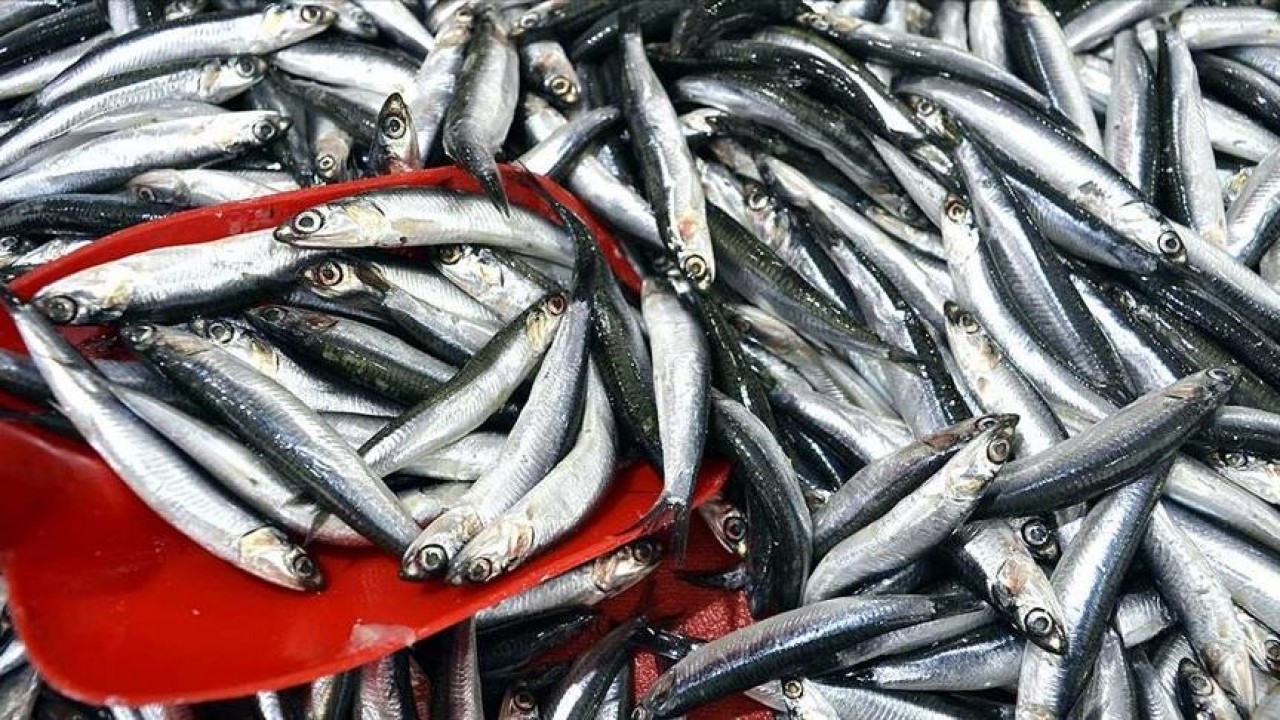 Su sıcaklığının düşmediği Karadeniz'de hamsi soğuk sulara yöneldi