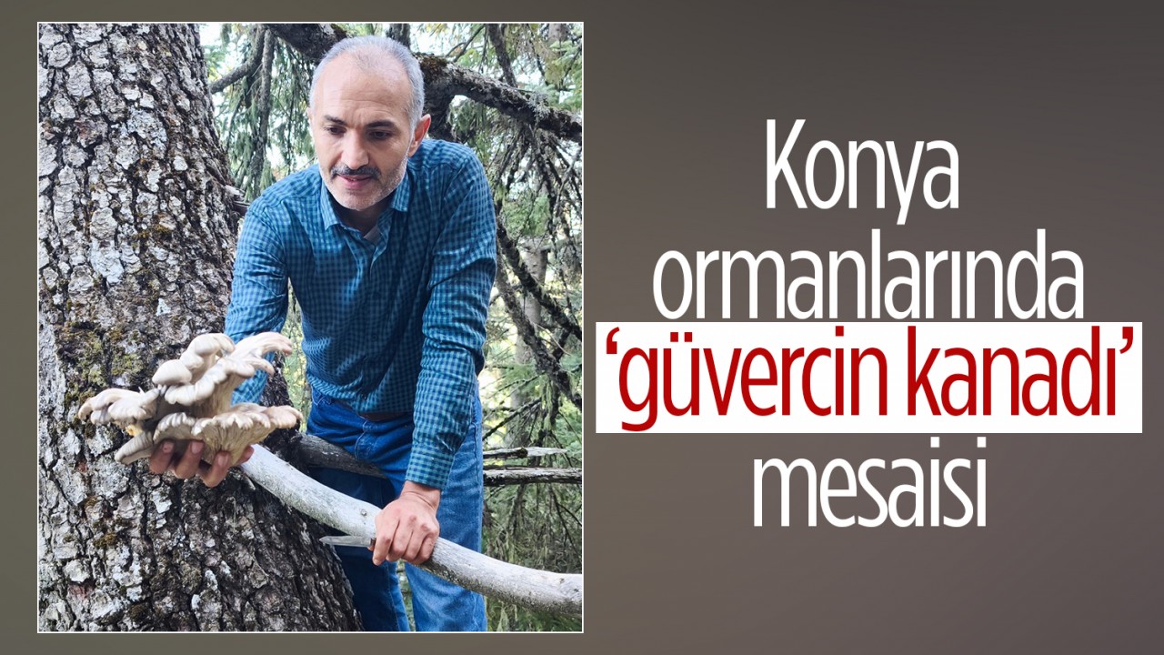 Konya ormanlarında ‘güvercin kanadı’ mesaisi