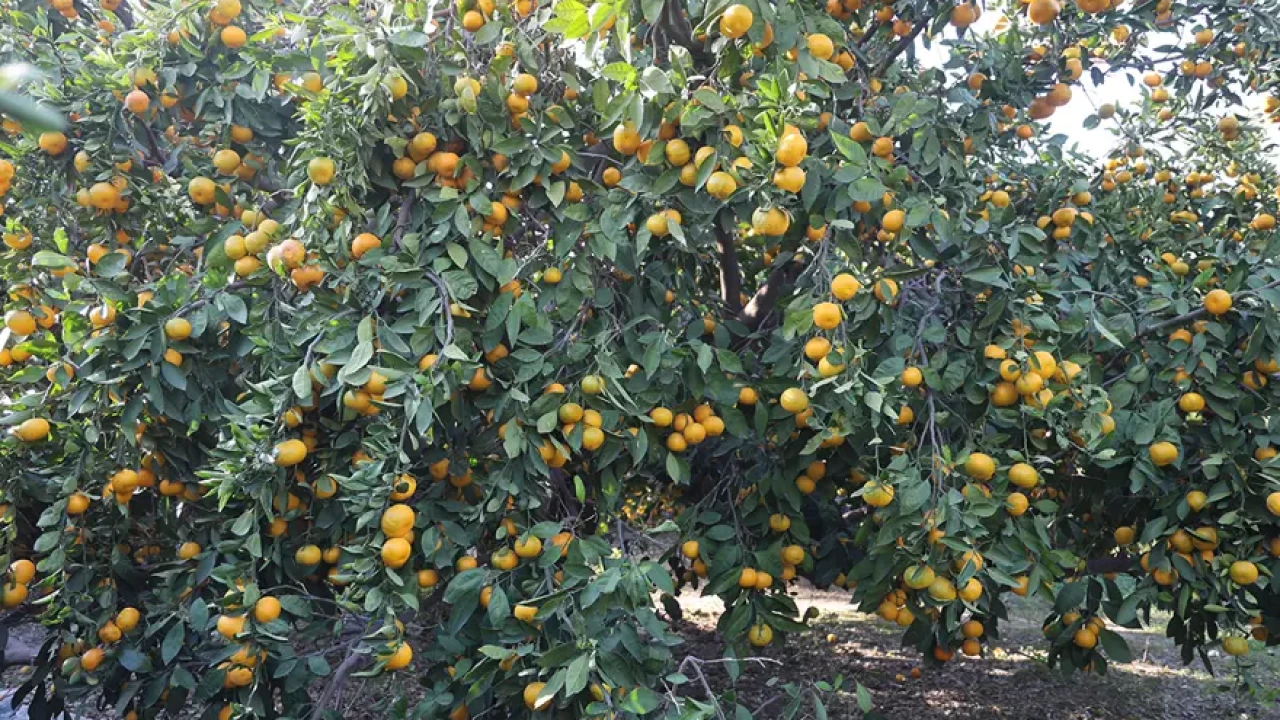 Markette 30 tarlada 2 lira! Tonlarca ürün ücretsiz dağıtıldı